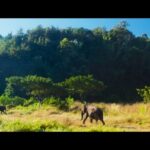 Vidyut Jammwal Instagram - Releasing tomorrow...#Junglee !!!! @jungleemovie @jungleepictures #ChuckRussell @iampoojasawant @asha.bhat