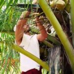 Vidyut Jammwal Instagram – If you dont like me,but watch everything i do,mate you are a FAN… #coconut farming