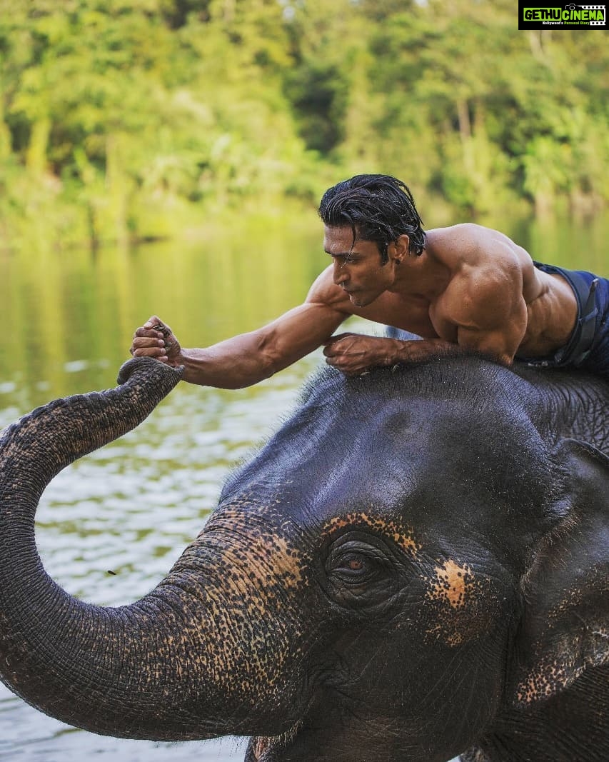 Vidyut Jammwal Instagram - I've always been an animal lover but after shooting for #Junglee, I am mesmerized by the mighty elephants! On #WorldEnvironmentDay, I promise to take care of these stunning creatures for life!