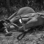 Vidyut Jammwal Instagram - Sometimes you just lie down and chat with your buddies.. the best conversations happen.. BHOLA and I..#SaveTheElephantDay