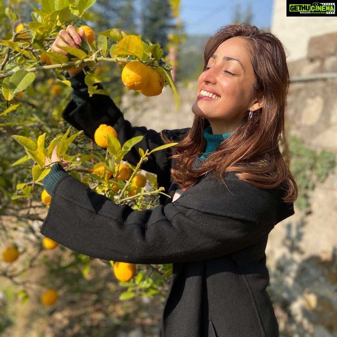 Yami Gautam Instagram - My mornings with fresh Etrog-Citron, granddaddy of lemons, holds really high medicinal value 🍋 #farmlife 💕 Himachal Pradesh