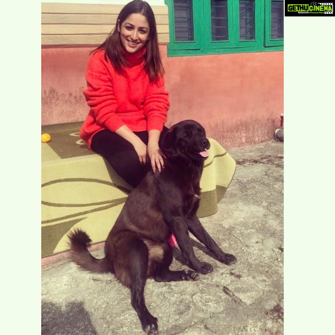 Yami Gautam Instagram - Meet SHERU ! He just walked in to our house while we were basking in Winter Sun ! Super smart , affectionate & damn friendly ! In no- time he became a friend ! Ate meal , played a lot n then was ready to accompany us for an uphill trek ( which he did ) ! I told our neighbors about him ! Turned out he is nobody’ pet but the entire little town loves him & is his home 💕 #Himachalstories #simplejoysoflife 💕
