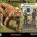Yami Gautam Instagram - On #GlobalTigerDay 2019, I congratulate #SuperSniffer Nirman, Myna & Quarmy trained under TRAFFIC & WWF-India's programme, for being the Winner, Runner Up and Special Prize Winner respectively for contest #CaninesforFelines and to help #EndWildlifeCrime in India. Join me to support Super Sniffers . Click link in bio