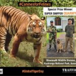 Yami Gautam Instagram – On #GlobalTigerDay 2019, I congratulate #SuperSniffer Nirman, Myna & Quarmy trained under TRAFFIC & WWF-India’s programme, for being the Winner, Runner Up and Special Prize Winner respectively for contest #CaninesforFelines and to help #EndWildlifeCrime in India. Join me to support Super Sniffers . Click link in bio