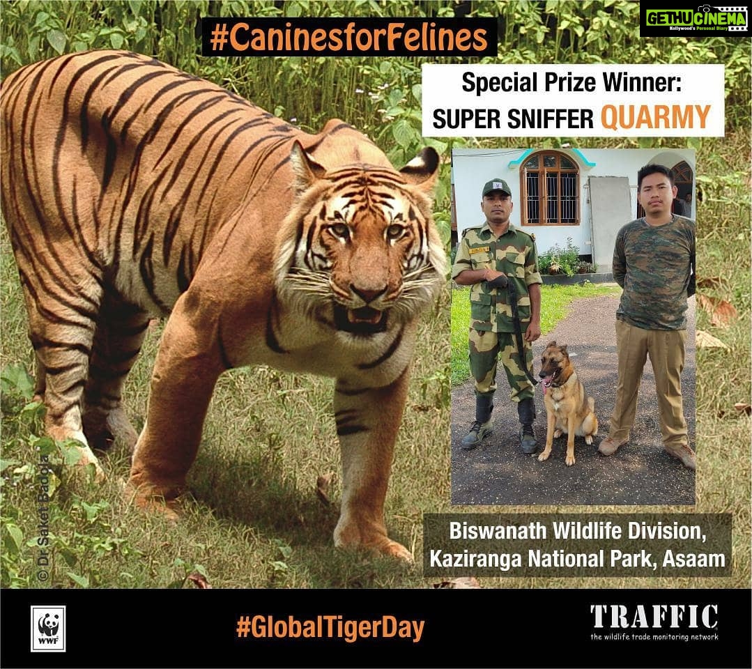 Yami Gautam Instagram - On #GlobalTigerDay 2019, I congratulate #SuperSniffer Nirman, Myna & Quarmy trained under TRAFFIC & WWF-India's programme, for being the Winner, Runner Up and Special Prize Winner respectively for contest #CaninesforFelines and to help #EndWildlifeCrime in India. Join me to support Super Sniffers . Click link in bio