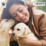 Yami Gautam Instagram - I'm proud to endorse #TrafficIndia and @wwfindia 's #SuperSniffers - dogs who sniff out illegal wildlife trade objects in India's forests. Illegal wildlife trade is the 4th largest organized crime globally! Help us change this. Support #supersniffer - link in bio Gwalior