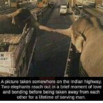 Yuthan Balaji Instagram – This is sad 💔 
#cruelty #elephant #wildlife