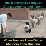 Yuthan Balaji Instagram - #humanity #dogs #pets #human