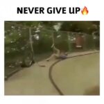 Yuthan Balaji Instagram - Never give up! The struggle isn’t a signal to stop, but a sign to keep going. #staypositivewithyuthan • • • #positivity #positivevibes #positivequotes #quotes #quoteoftheday #motivationalquotes #bepositive #motivated #motivation #positive #motivator #scorpio #spirituality #awakening Yuthan Balaji