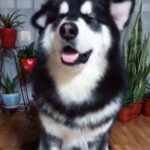 Yuthan Balaji Instagram – Talented cute dog 😍
#dog #pet