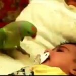 Yuthan Balaji Instagram - Parrot trying to console a baby 😍 Isn’t it cute? ❤️