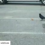 Yuthan Balaji Instagram - Crow sharing food with rat • #Repost @wildlives ・・・ Crow shares bread with a juvenile rat... 💓🐀 more compassion than a lot of humans (From @thealphafemale_ @shesscarlett)