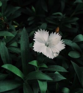 Zaira Wasim Instagram - Kashmir continues to suffer and see- saw between hope and frustration। There’s a false and uneasy semblance of calmness in place of escalating despair and sorrow। Kashmiris continue to exist and suffer in a world where it is so easy to place restrictions on our liberty.

Why do we have to live in a world where our lives and wills are controlled, dictated and bent? Why is it so easy to have our voices silenced? Why is it so easy to curtail our freedom of expression? Why aren’t we ever allowed to voice our opinions, let alone our disprovals, to decisions that are made contrary to our wishes? Why is it that instead of trying to see the cause of our view, our view is just condemned ruthfully? What is so easy to curb our voices so severely? 

Why can we not live simple lives without always having to wrestle and remind the world of our existence. Why is that life of a Kashmiri is just about experiencing a lifetime of crisis, blockade and disturbance so abundantly that it has taken away the recognition of normalcy and harmony from the hearts and minds?

Hundreds of questions like these-unanswered; leaving us bewildered and frustrated, but our frustrations find no outlet. The authority doesn’t make the slightest effort to put a stop to our doubts and speculations but stubbornly tend to go their own way to confine our existence mired in a confused, conflicted and a paralysed world. 

But I ask the world, what has altered your acceptance of the misery and oppression we’re being subjected to? Do not believe the unfair representation of the facts and details or the rosy hue that the media has cast on the reality of the situation. 

Ask questions, re-examine the biased assumptions. Ask questions. For our voices have been silenced- and for how long....none of us really know!