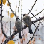 Zaira Wasim Instagram – #BirdsOfKashmir 
Shot by @qazihammadmueenqari 
1. Himalayan Bulbul
2. Yellow Billed Blue Magpie
3. The Ashy Drongo
4. The Sulphur Bellied Warbler
5. The Golden Oriole
6. The Streaked Laughing Thrush
7. The Hume’s Leaf Warbler
8. The Female House Sparrow
9. The Common Starling.
10. The Gray Hooded Warbler