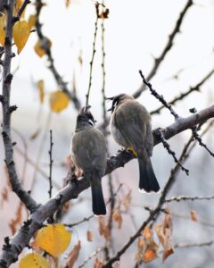 Zaira Wasim Instagram - #BirdsOfKashmir 
Shot by @qazihammadmueenqari 
1. Himalayan Bulbul
2. Yellow Billed Blue Magpie
3. The Ashy Drongo
4. The Sulphur Bellied Warbler
5. The Golden Oriole
6. The Streaked Laughing Thrush
7. The Hume's Leaf Warbler
8. The Female House Sparrow
9. The Common Starling.
10. The Gray Hooded Warbler