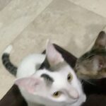 Aaron Aziz Instagram – #oreoaaronaziz & #peanutaaronaziz #aaronazizfamilycats  #sayasayangkucing