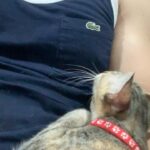 Aaron Aziz Instagram - Kesian #peanutaaronaziz pulak ‘datang bulan’ so perut tak selesa…takde jantan kat rumah yg boleh di kahwin kan so kita la tempat mengadu kesakitan ia… #aaronazizfamilycats @aaronazizfamilycats