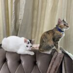 Aaron Aziz Instagram - Haih boleh sakit Jantung layan kucing kucing ni... ingatkan bila dah ada cucu baru jadi mcm ni Tapi nampak gaya tidak... #peanutcontohpalingtakbaik #aaronazizfamilycats #Atokpeninglah #JewelNotty