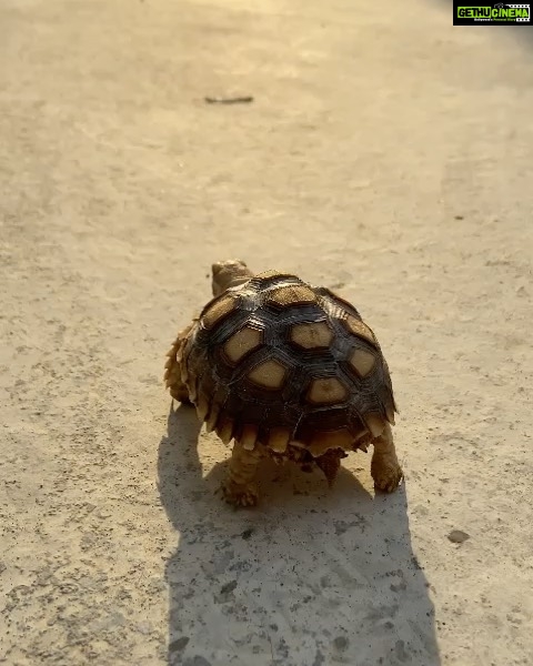Aaron Aziz Instagram - Hi everyone my name is Bijak... I first time walk walk kat luar. I’m looking for Abg @danishanaqiaaron but don’t have.. I am big boy now see I can walk so fast... bye semua!!! #Abgrumahdahmcmzoo #AbgnakbelaOstrichpulak #AbgmcmAceVentura #AbgDrDolittle