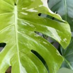 Aditi Chengappa Instagram - Plant lovers will get it 😍🪴 . . . #getit #monstera #monsteravariegata #monsteralovers #babydancing #plantlovers #plantlife #plantreels #gardening #gardenreels #leaf