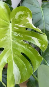 Aditi Chengappa Instagram - Plant lovers will get it 😍🪴
.
.
.
#getit #monstera #monsteravariegata #monsteralovers #babydancing #plantlovers #plantlife #plantreels #gardening #gardenreels #leaf
