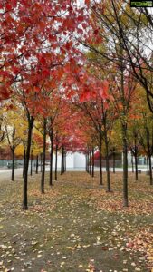 Aditi Chengappa Instagram - fall moments🍁🍂 . . . #takeyoudancin #fallvibes #autumn #autumnvibes #berlinfall #berlinautumn #berlinliebe #berlinreel #reels #autumnreel #october #takeyoudancing