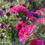 Aditi Chengappa Instagram - grateful for sunshine💗💜 . . . #sunshine #gratitude #gratitudeattitude #relax #naturereels #berlin #berlinliebe #deutschland #peaceful #thegratitudeseries #inspiring #calm #flowerpower