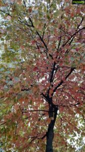 Aditi Chengappa Instagram - the present moment is all you truly have 🍂🍁
.
.
.
#presentmoment #reminder #awareness #meditate #reels #fallvibes #autumn #fallcolors #leaves #naturelover #naturereels #peace #relax