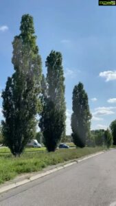 Aditi Chengappa Instagram - sunny day in Berlin ☀️
.
.
.
#sunnyday #sunshine #berlin #prenzlauerberg #relax #reel #berlincity #samkim #kdrama #nevertheless #travelreels #travelblogger #travel #chill #weekendvibes #light #calm #randb #magiclight #trees #treesofinstagram
