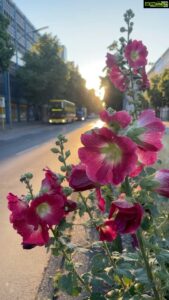 Aditi Chengappa Instagram - magic hour ✨
.
.
.

#peaceful #flowersofinstagram #trees #leaves #meditation #flowerpower #meditate #street #naturereels #reels #blissful #kreuzberg #magicmoments #naturelover #naturephotography #summer #berlin #berlincity #deutschland #magic #magichour #sunset #therapy #naturetherapy #city