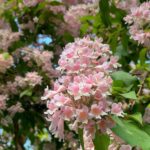 Aditi Chengappa Instagram - Sway with me in the gentle breeze 🌸 . . . #zen #meditative #flowerpower #pink #blossoms #blueskies #relax #spring #summer #deutschland #berlin #spandau #nature #naturereels #naturelover #naturevideos #relaxing #therapy #flora