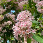 Aditi Chengappa Instagram – Sway with me in the gentle breeze 🌸
.
.
.
#zen #meditative #flowerpower #pink #blossoms #blueskies #relax #spring #summer #deutschland #berlin #spandau #nature #naturereels #naturelover #naturevideos #relaxing #therapy #flora