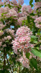 Aditi Chengappa Instagram - Sway with me in the gentle breeze 🌸
.
.
.
#zen #meditative #flowerpower #pink #blossoms #blueskies #relax #spring #summer #deutschland #berlin #spandau #nature #naturereels #naturelover #naturevideos #relaxing #therapy #flora