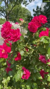 Aditi Chengappa Instagram - Blessings 🌺
.
.
.

#shotoniphone12 #nofilterneeded #naturalbeauty #naturovers #flowerpower #flowerpowered #florallove #flowerstagram #meditate #spiritualbeings #loveforall #relax #naturereels #berlin #deutschland