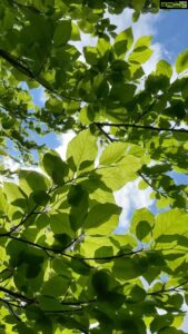 Aditi Chengappa Instagram - Peace 🌿
.
.
.
#peaceful #trees #leaves #meditation #meditate #forest #forestwalk #forestreels #naturereels #reels #blissful #magicmoments #naturelover #naturephotography #spring #berlin #berlincity #park #therapy #naturetherapy