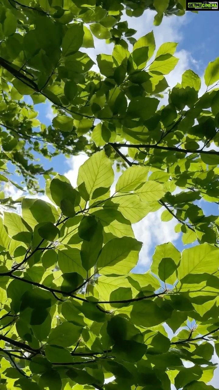 Aditi Chengappa - 179 Likes - Peace 🌿
.
.
.
#peaceful #trees #leaves #meditation #meditate #forest #forestwalk #forestreels #naturereels #reels #blissful #magicmoments #naturelover #naturephotography #spring #berlin #berlincity #park #therapy #naturetherapy