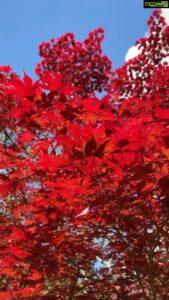 Aditi Chengappa Instagram - Chinese maple 🍁 so delightful to the eyes 😍 
.
.
.
#chinesemaple #mapletree #springvibes #berlinspring #berlinsummer #tree #treelovers #treehugger #ilovetrees #naturereels #naturephotography #spiritedaway #berlin #relax #meditate #naturelovers #deutschland #gardenderwelt #berlinliebe #reels #red #redvelvet