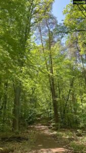 Aditi Chengappa Instagram - Take a walk with me into Tegel forest 🌲🌳
.
.
.
#trees #ilovetrees #tegel #tegelerforst #spring #springvibes #sprüche #forestphotography #forestwalk #forestlovers #reels #naturereels #travelreels #deutschland #soothing #peaceful #meditation #prayers #berlin #berlinliebe #naturelovers #nature #naturephotography #naturevideo