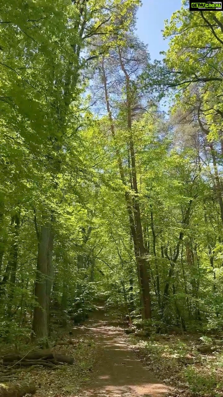 Aditi Chengappa Instagram - Take a walk with me into Tegel forest 🌲🌳 . . . #trees #ilovetrees #tegel #tegelerforst #spring #springvibes #sprüche #forestphotography #forestwalk #forestlovers #reels #naturereels #travelreels #deutschland #soothing #peaceful #meditation #prayers #berlin #berlinliebe #naturelovers #nature #naturephotography #naturevideo