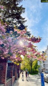 Aditi Chengappa Instagram - Tag someone who needs to take a deep breath 😇🌸
Inhale🌸 Exhale🌸 
.
.
.
#sakura #cherryblossoms #springvibes #berlinspring #germanspring #springtime #hamburg #deutschland #berlin #ilovenature #naturelover #reels #springreels #sakurablossom #naturereels #travelreels #travelgram #sakuraedit #clairdelune #berlincity