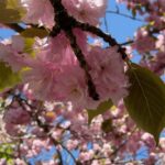 Aditi Chengappa Instagram - Thank you universe for such blessed sights 🌸🌸🌸 . . . #sakura #cherryblossom #spring #cherryblossomseason #deutschland #prenzlauerberg #bornholmerstrasse #flowerpower #flowerreels #flowerstagram #florallove #reels #soothing #meditation #naturelover