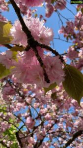 Aditi Chengappa Instagram - Thank you universe for such blessed sights 🌸🌸🌸
.
.
.
#sakura #cherryblossom #spring #cherryblossomseason #deutschland #prenzlauerberg #bornholmerstrasse #flowerpower #flowerreels #flowerstagram #florallove #reels #soothing #meditation #naturelover