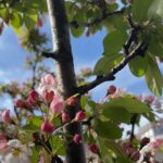 Aditi Chengappa Instagram - Blissful moments under this apple blossom tree 🌸🌸🌸 May peace be with you 🙏 . . . #peaceful #florallove #iloveflowers #flowerpower #springtime #springvibes #deutschland #hamburg #berlin #travelreels #springreel #calm #relaxing #soothing #meditate #meditation