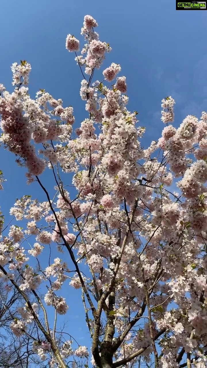 Aditi Chengappa Instagram - Peace🌳🙏 prayers for all... . . . #trees #ilovetrees #hamburg #spring #springvibes #sprüche #forestphotography #forestwalk #forestlovers #reels #naturereels #travelreels #deutschland #soothing #peaceful #meditation #prayers #hamburgmeineperle #hamburgliebe #naturelovers #nature #naturephotography #naturevideo