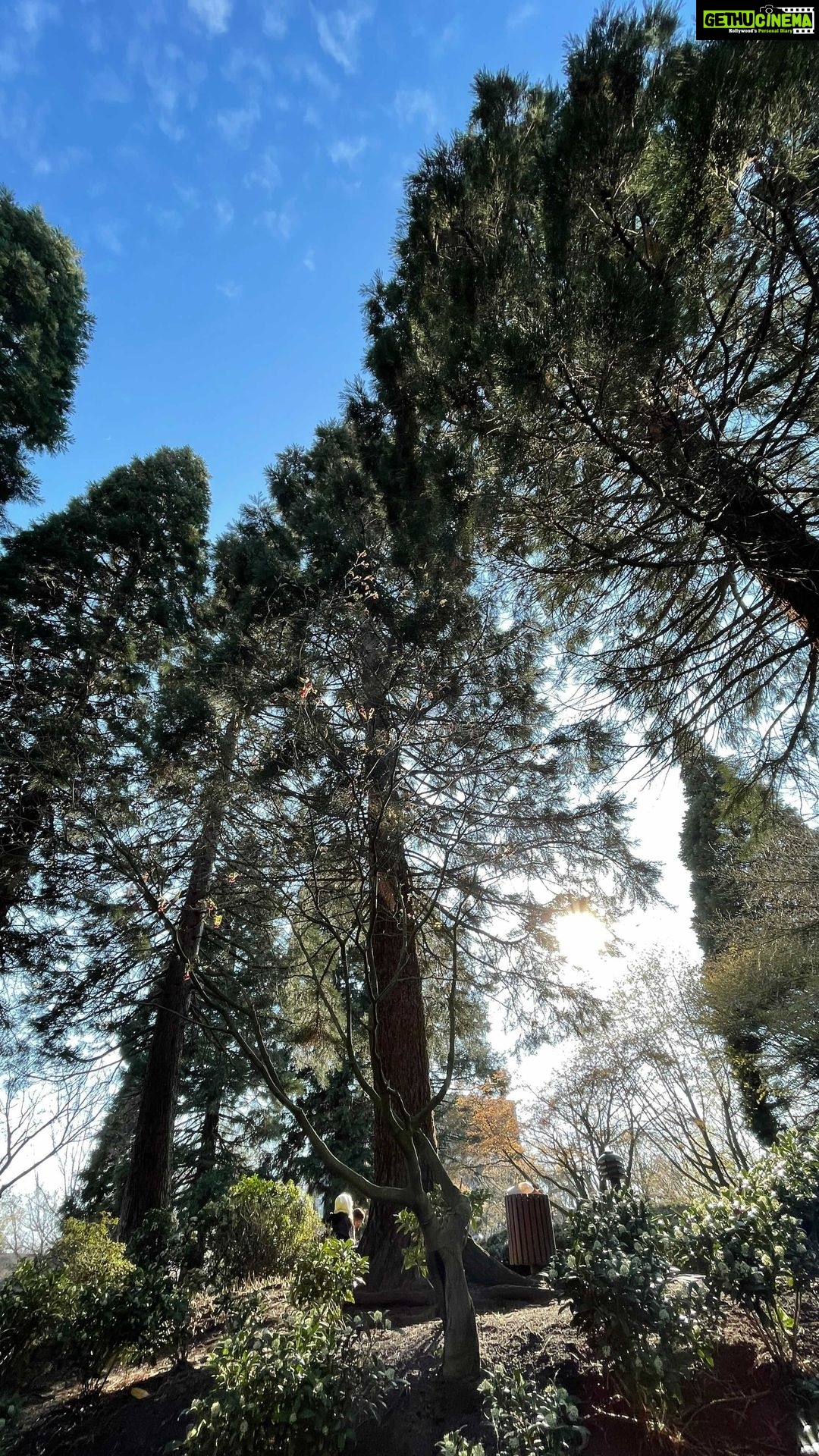 Aditi Chengappa Instagram - Words cannot describe how I felt walking down this path, I had tears of gratitude ππ . . #gratitude #naturelover #park #walk #naturereels #trees #treelover #treehuggers #ilovenature #grateful #gratefulheart #freshair #hamburg #plantenunblomen #deutschland #spring #serenity #peaceful #blissful #meditate #forest #soothing #naturephotography