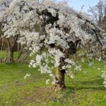 Aditi Chengappa Instagram - Blissful spring moments🤍🤍🤍 . . . #sakura #cherryblossoms #hamburg #stadtpark #ilovetrees #natureisbeautiful #springvibes #reels #naturereels #germany #video #naturevideo #soothing #peaceful #naturelover #naturelovers #travel #hamburgcity #deutschland