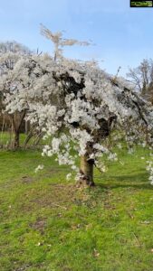 Aditi Chengappa Instagram - Blissful spring moments🤍🤍🤍
.
.
.
#sakura #cherryblossoms #hamburg #stadtpark #ilovetrees #natureisbeautiful #springvibes #reels #naturereels #germany #video #naturevideo #soothing #peaceful #naturelover #naturelovers #travel #hamburgcity #deutschland