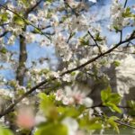Aditi Chengappa Instagram - In dreamland 🌸🌸 . . . #sakura #springtime #spring #cherryblossom #springvibes #springiscoming #reels #kdrama #kdramafans #blissful #naturelovers #naturereels