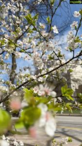 Aditi Chengappa Instagram - In dreamland 🌸🌸 
.
.
.
#sakura #springtime #spring #cherryblossom #springvibes #springiscoming #reels #kdrama #kdramafans #blissful #naturelovers #naturereels