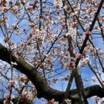 Aditi Chengappa Instagram – I can’t believe I’m finally seeing these trees in person 😍😍 lots more coming up!! 
.
.
#cherryblossoms #cherryblossomseason #sakura #hamburg #hamburgcity #spring #springvibes #reels #travelreel #kdrama #romanticplace #reel #floralreel #flowerlovers #pink #pinkaesthetic #blissful #meditation